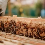 Fast and Reliable Bee Control Solutions for Residential and Commercial Spaces